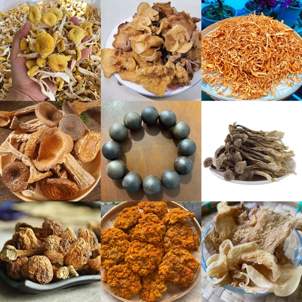 【B莎莎收山货】10号菇50g起