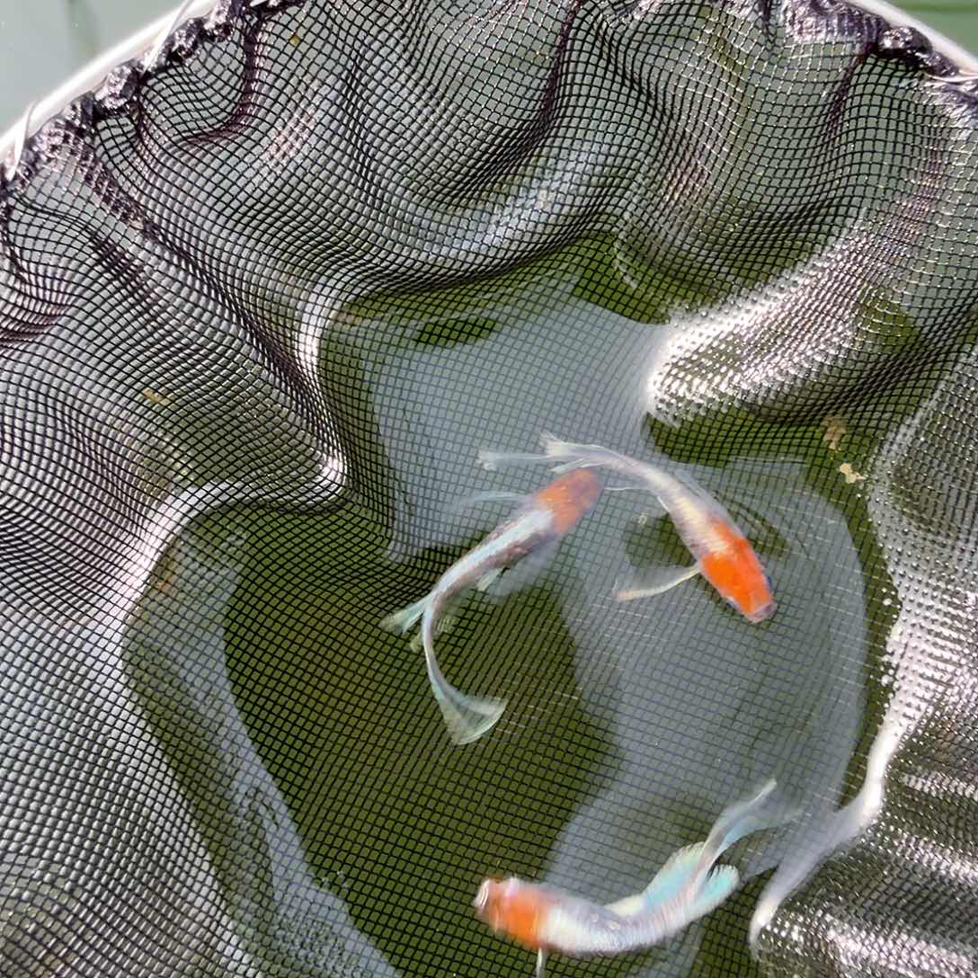 青鳉鱼编号 3 天照三色真长鳍 3 条