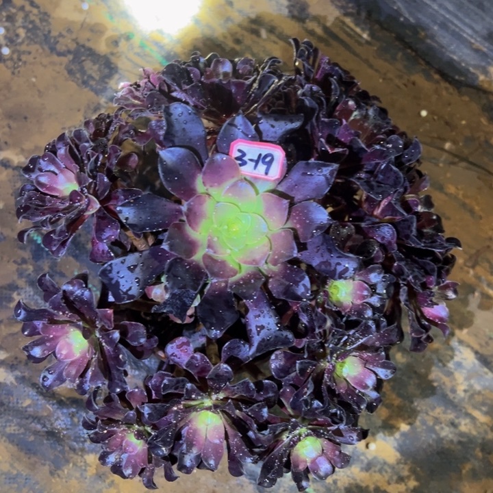 欧子多肉植物3-19