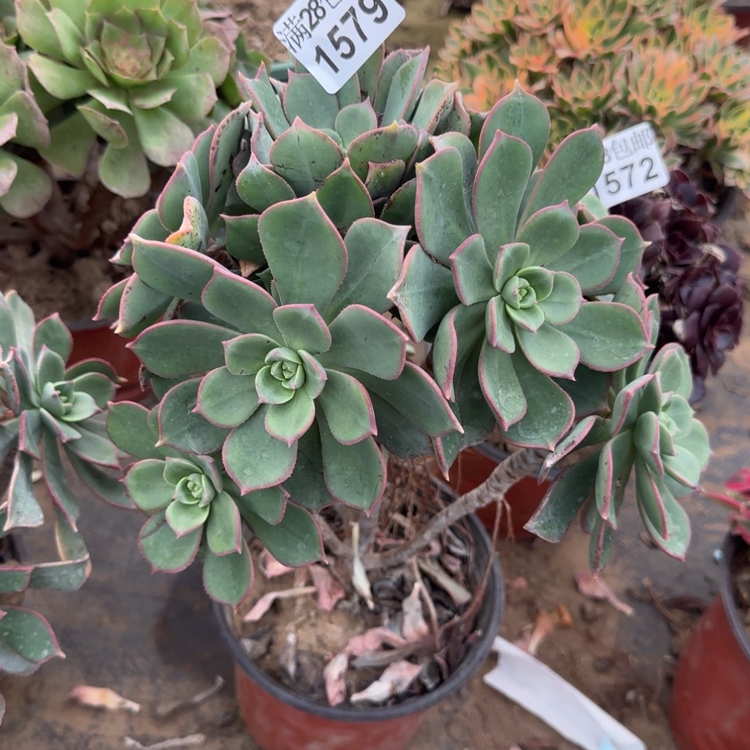 粉仙桃多肉1579满28包邮断枝不包