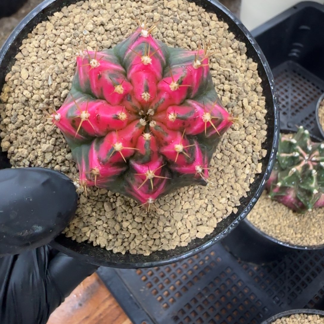 泰系米哈锦带盆土发货