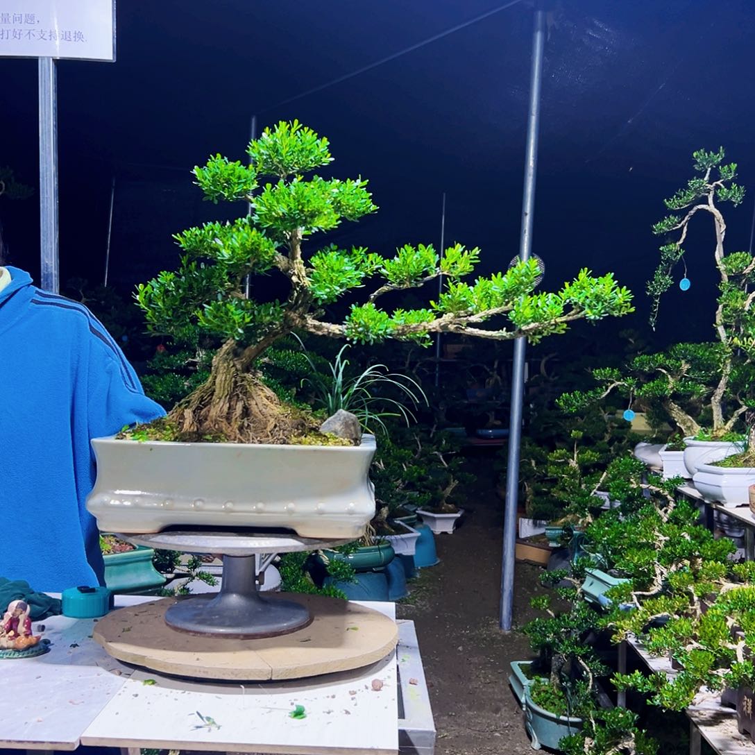 渝***飞无花朵黄杨木          