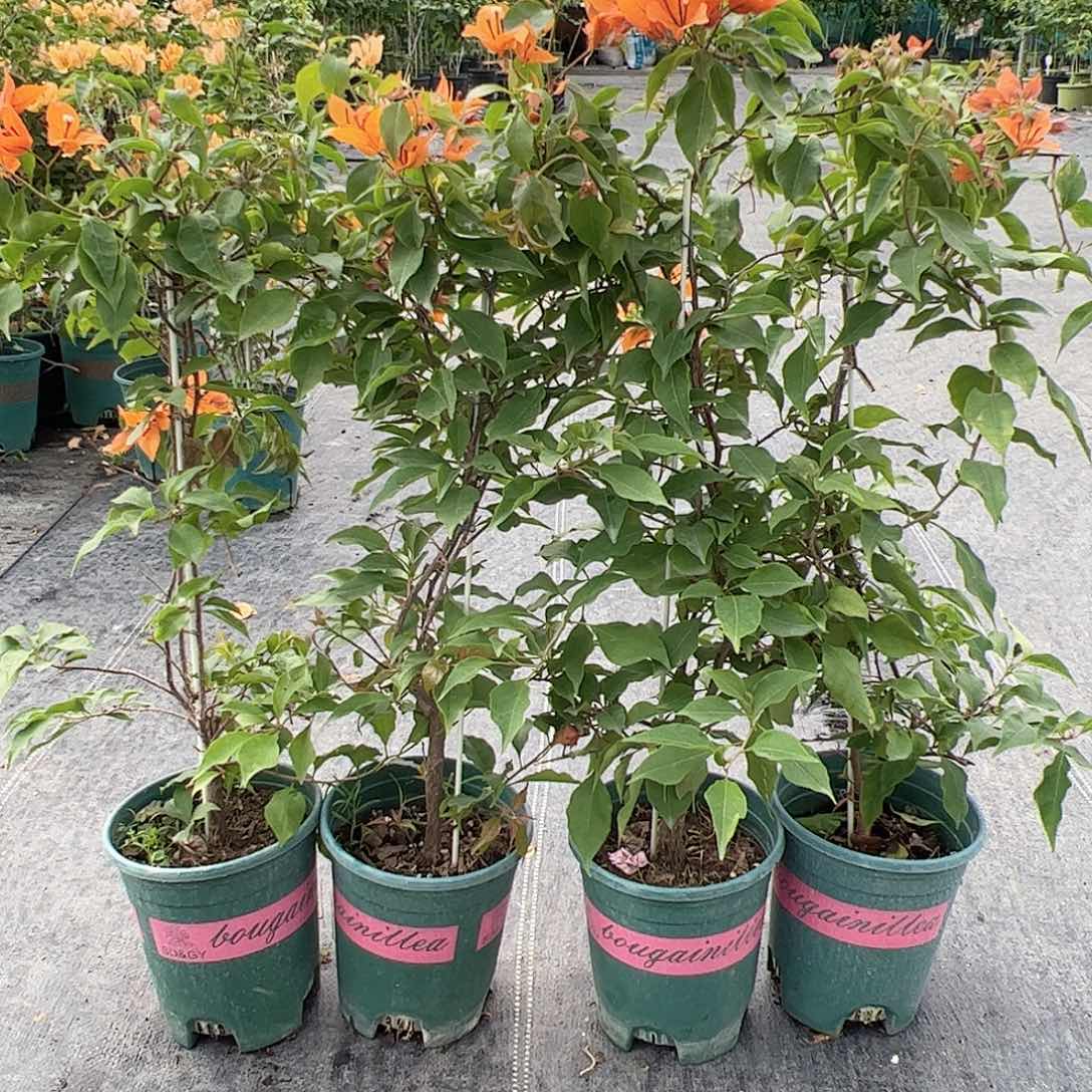 大部分开放少量花苞橙桑巴一颗