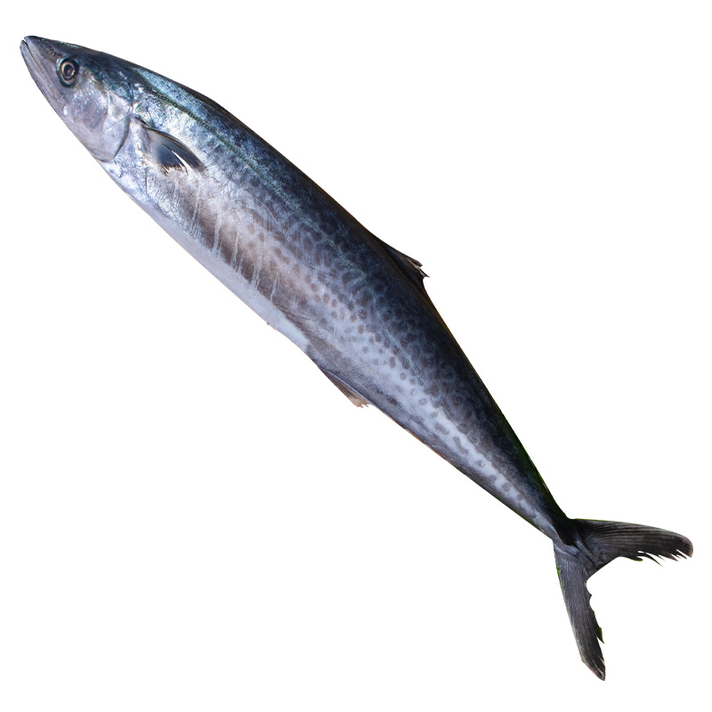 看准拍！切断发 近期破肚擦皮大鲅鱼 嫌弃不要拍  图片仅供参考片