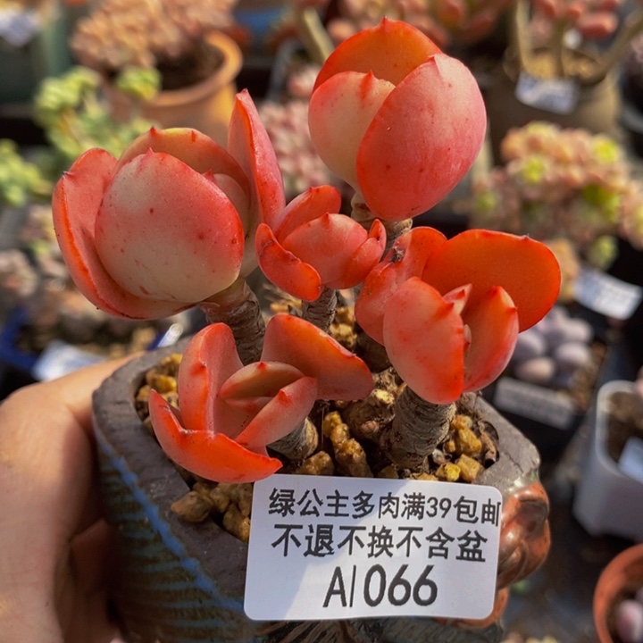 秀妍老桩6cm1066多肉植物