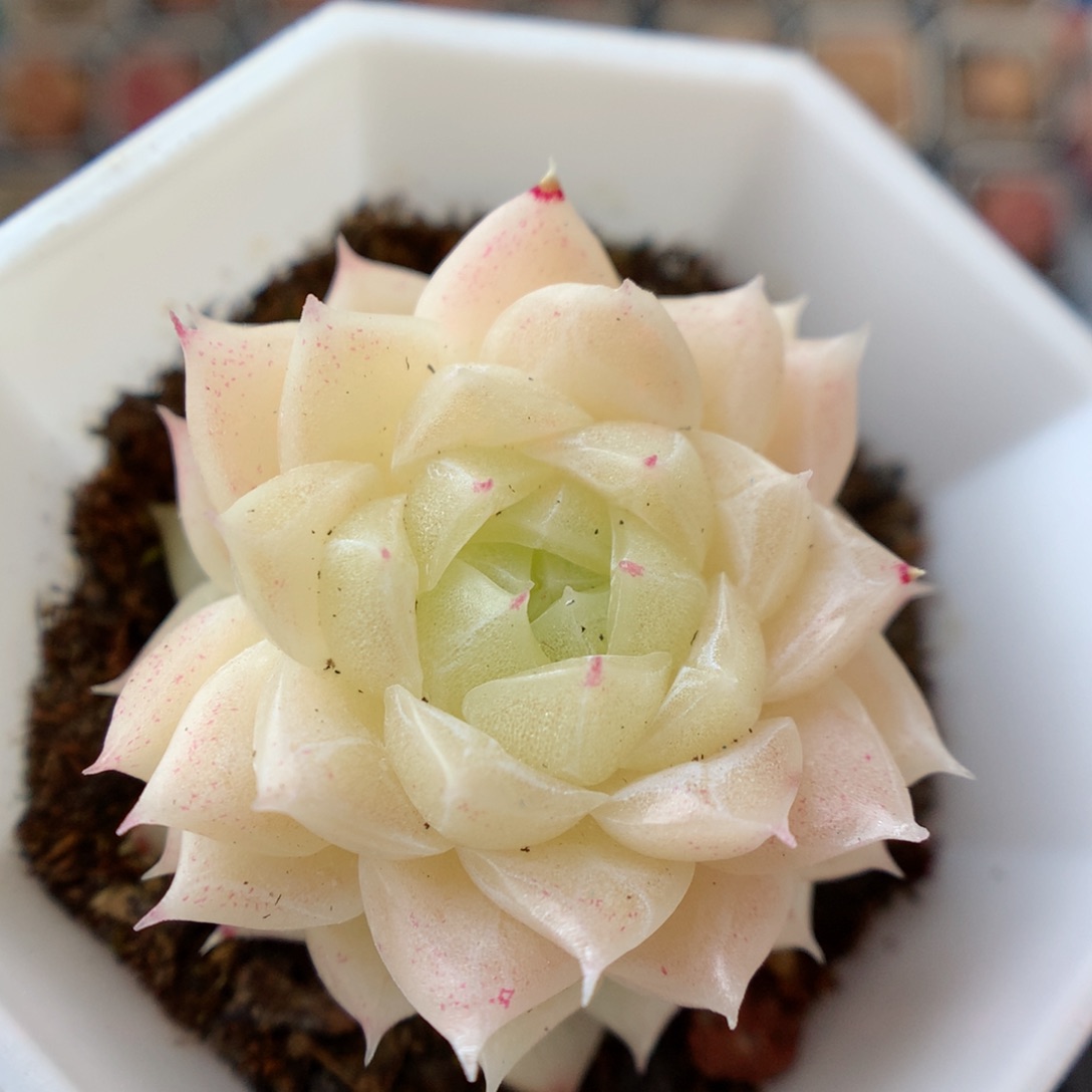 一物一拍精品多肉。1123