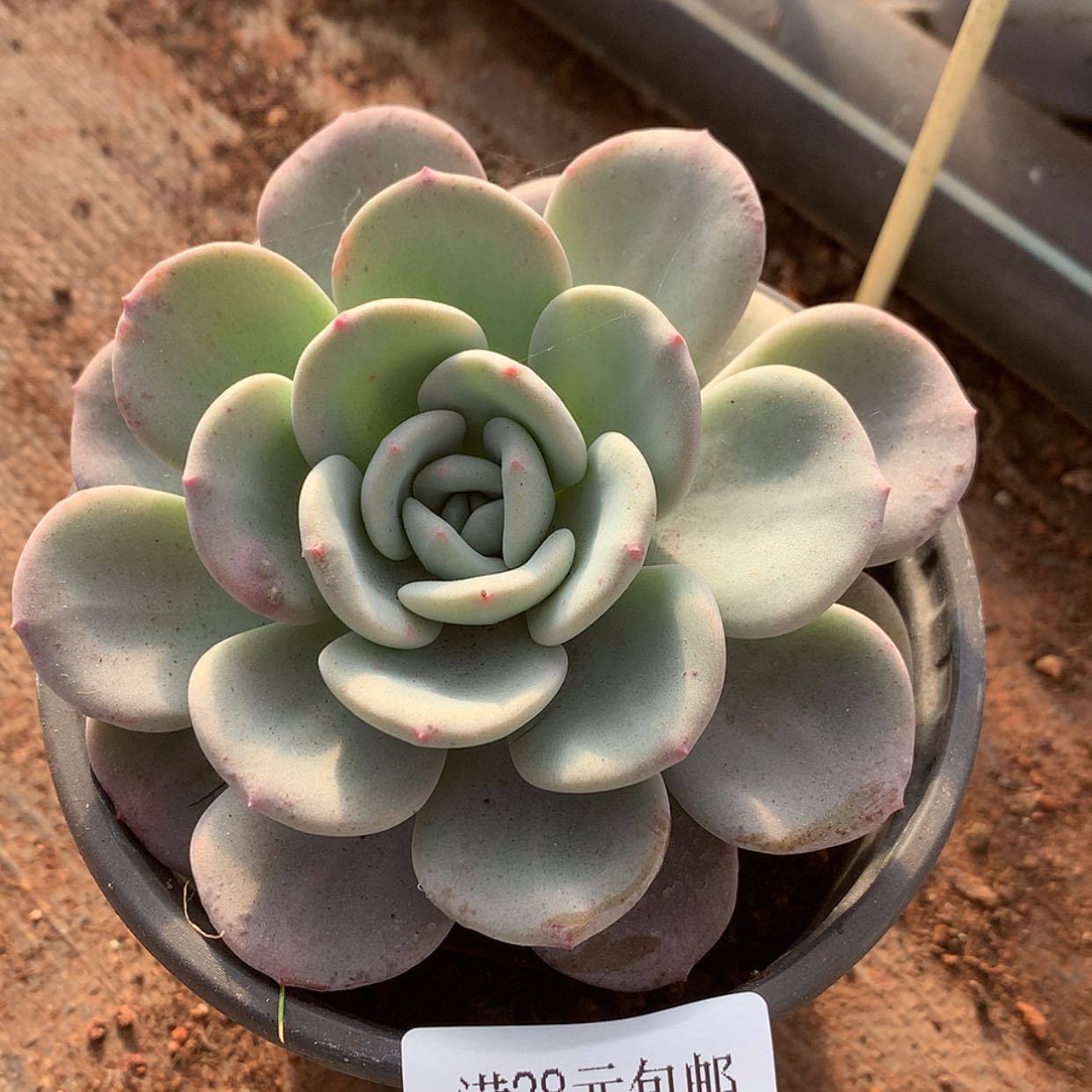 【闪购商品】云628号