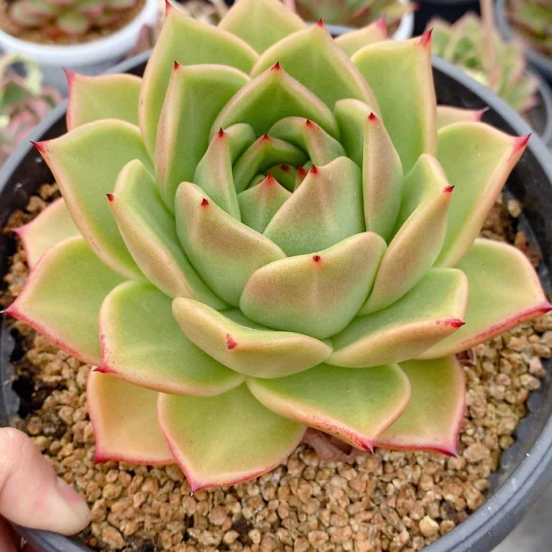 2733 号东云系多肉植物