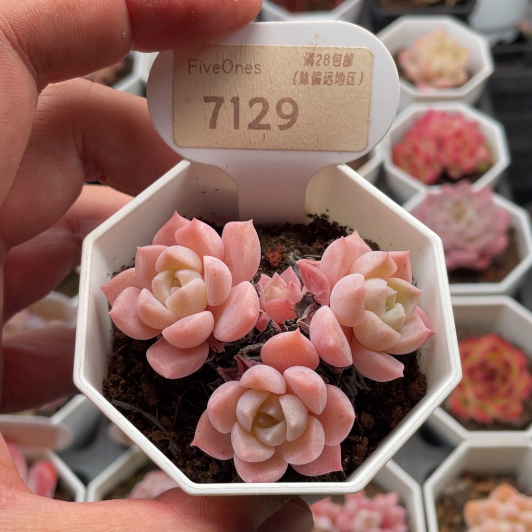 粉色波比7129-6.5厘米