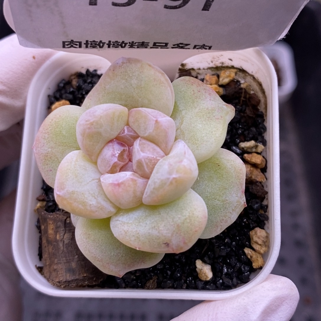 【闪购商品】15-91