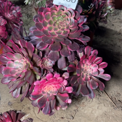 红魔多肉多肉7480