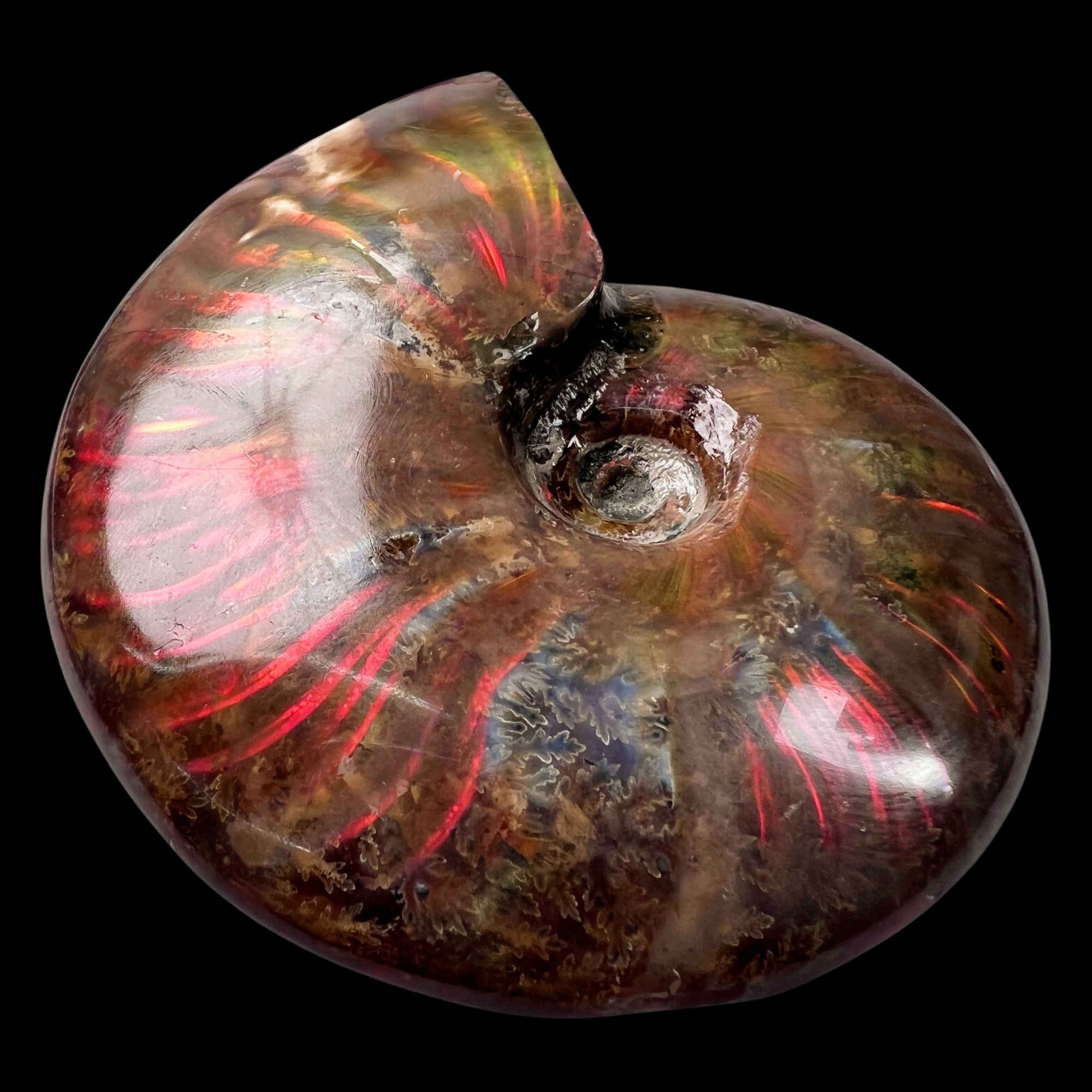 【 叶菊石（火凤凰-斑彩）】86mm  马达加斯加 古贝壳B7