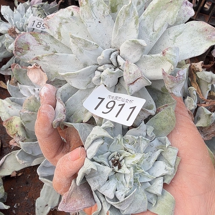 3代杂交仙女杯多肉福利瑕疵处