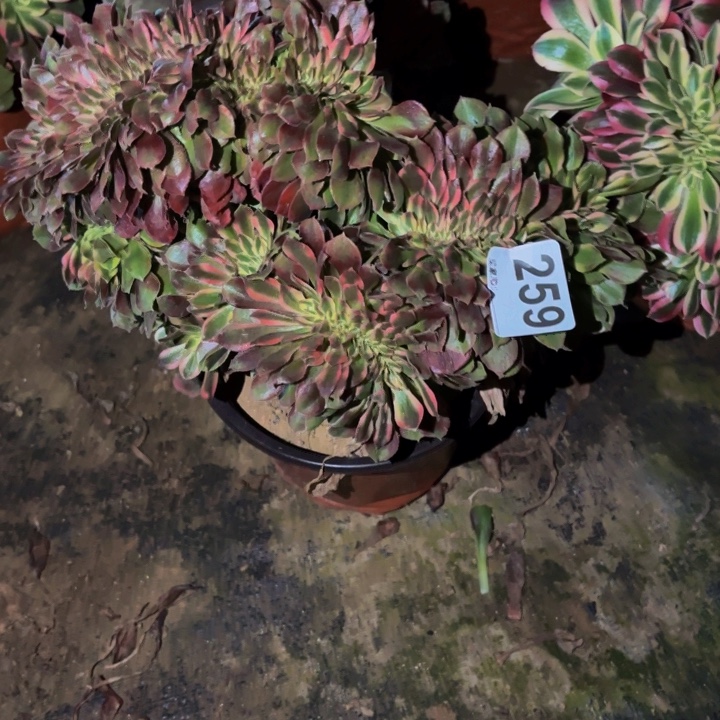 259香妃多肉植物不售后