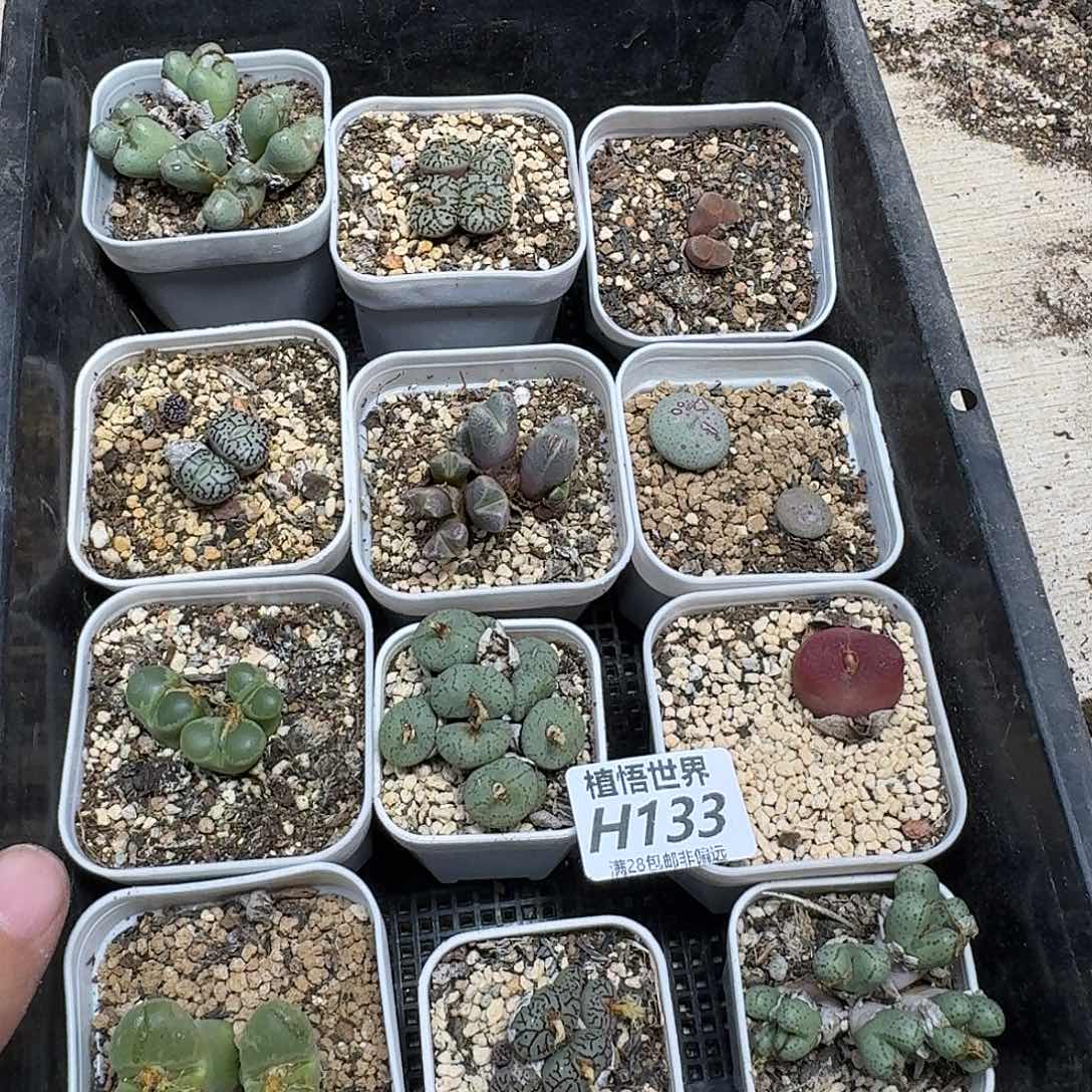 多肉植物的润泽fvbn