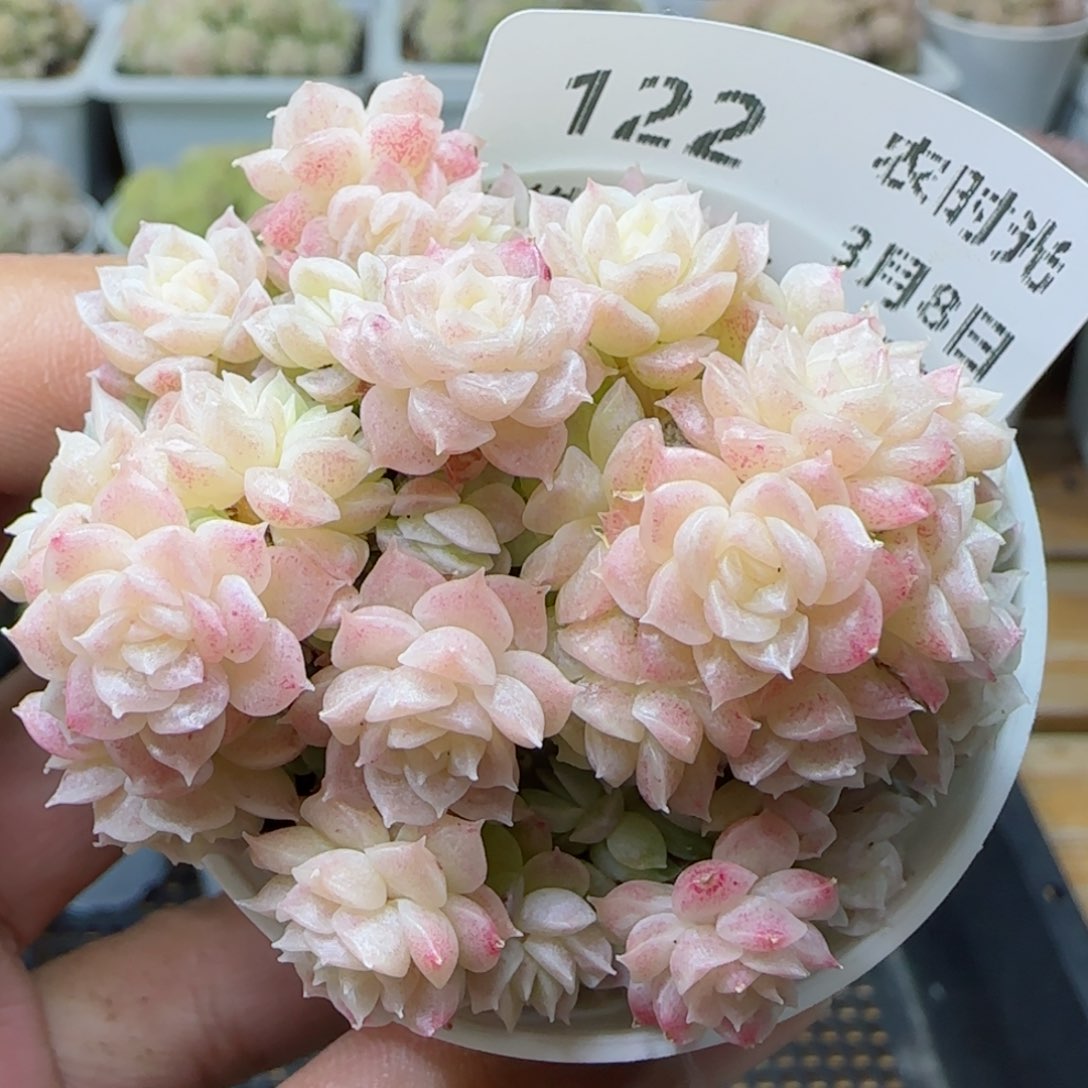 【闪购商品】0308-122珠光麦杆