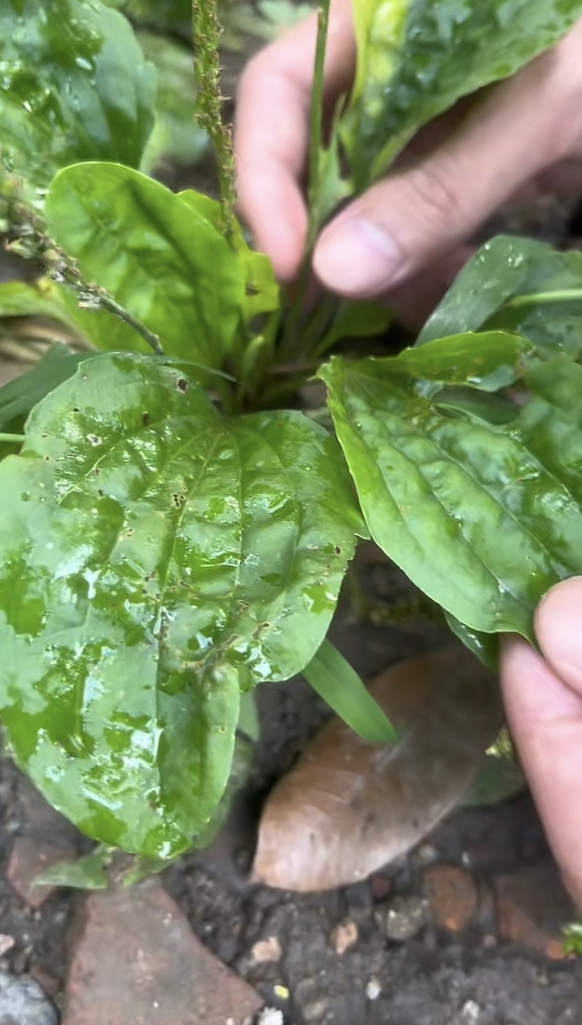 广东当季新鲜干货野生车前草500g