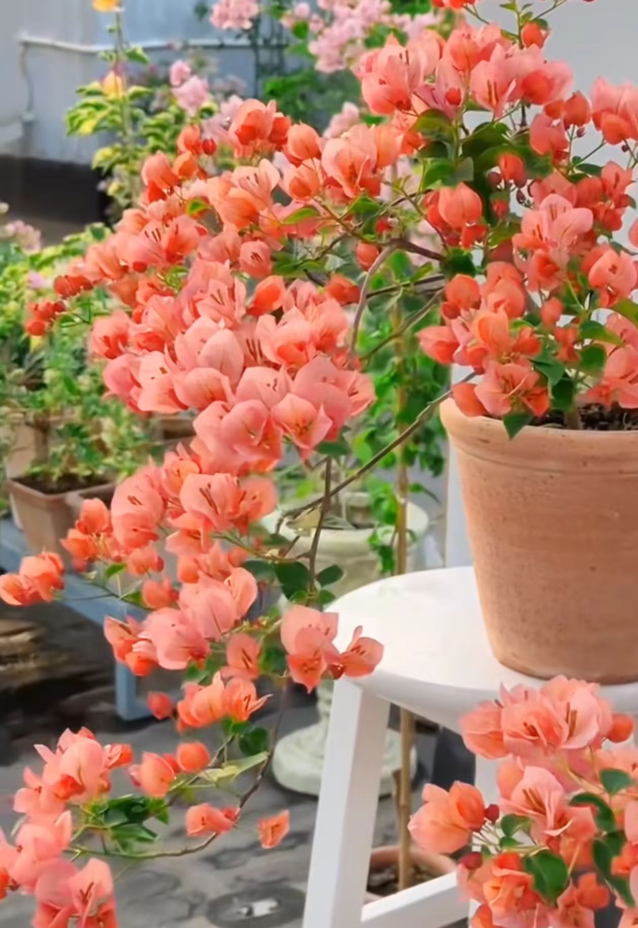 【不甜西瓜】三角梅落花光杆属正常不售后介意慎拍拍下默认接受不