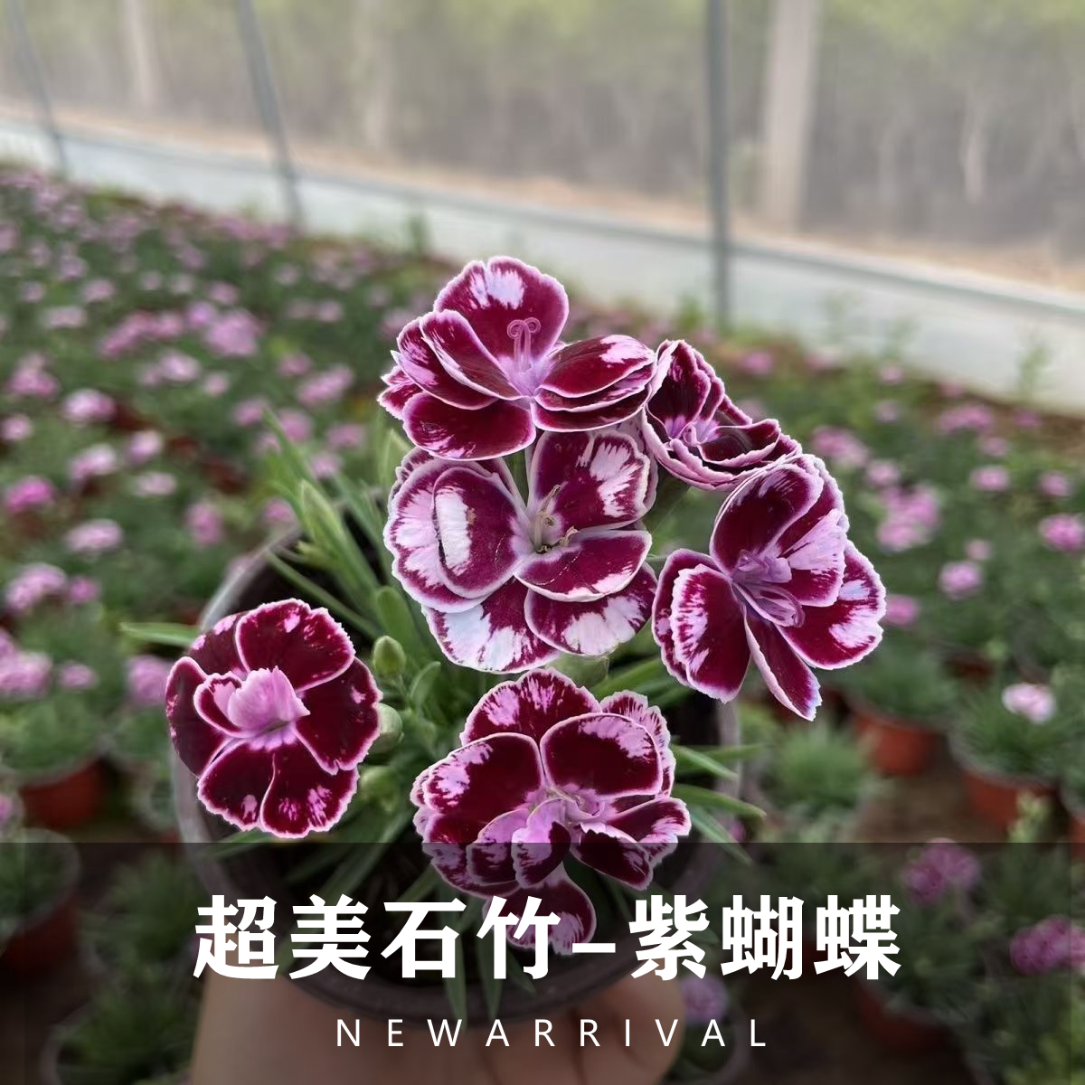 超美石竹紫蝴蝶四季开花草坪耐寒耐旱多年生好养庭院绿化阳台花卉