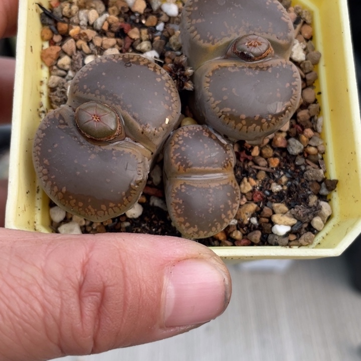 完全开放338日轮群带盆llllll