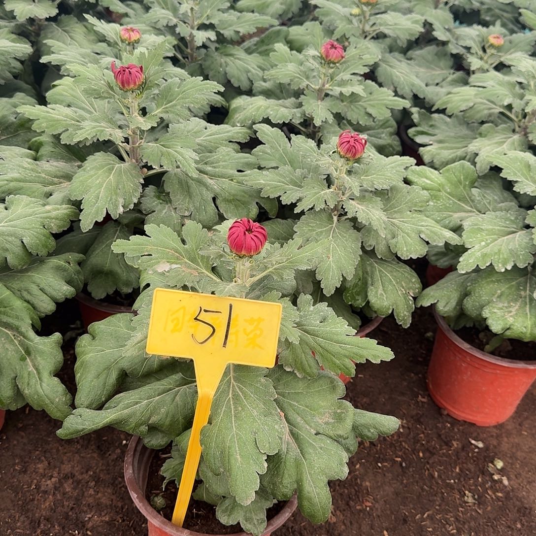 李***米大部分花苞少量开放51始皇