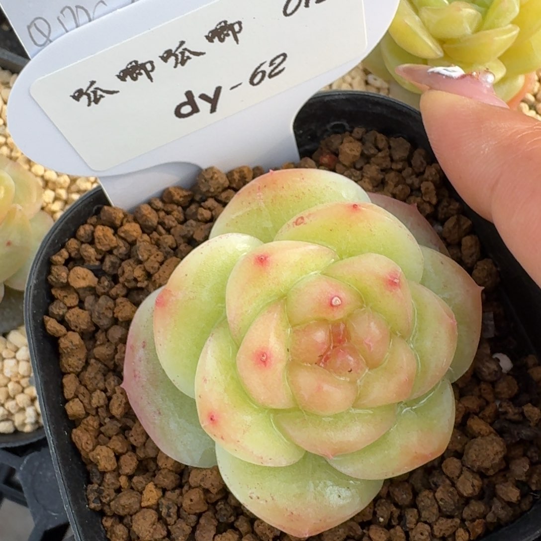 01031-清晖单头一颗母本