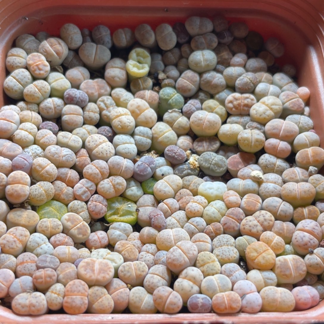 大盆特价一物一拍～58