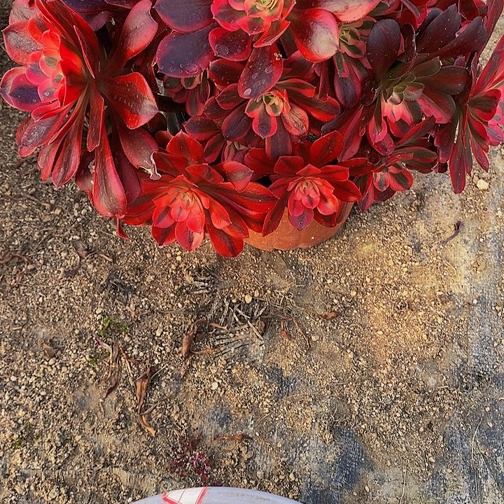 多肉美杜莎187多肉特价处理