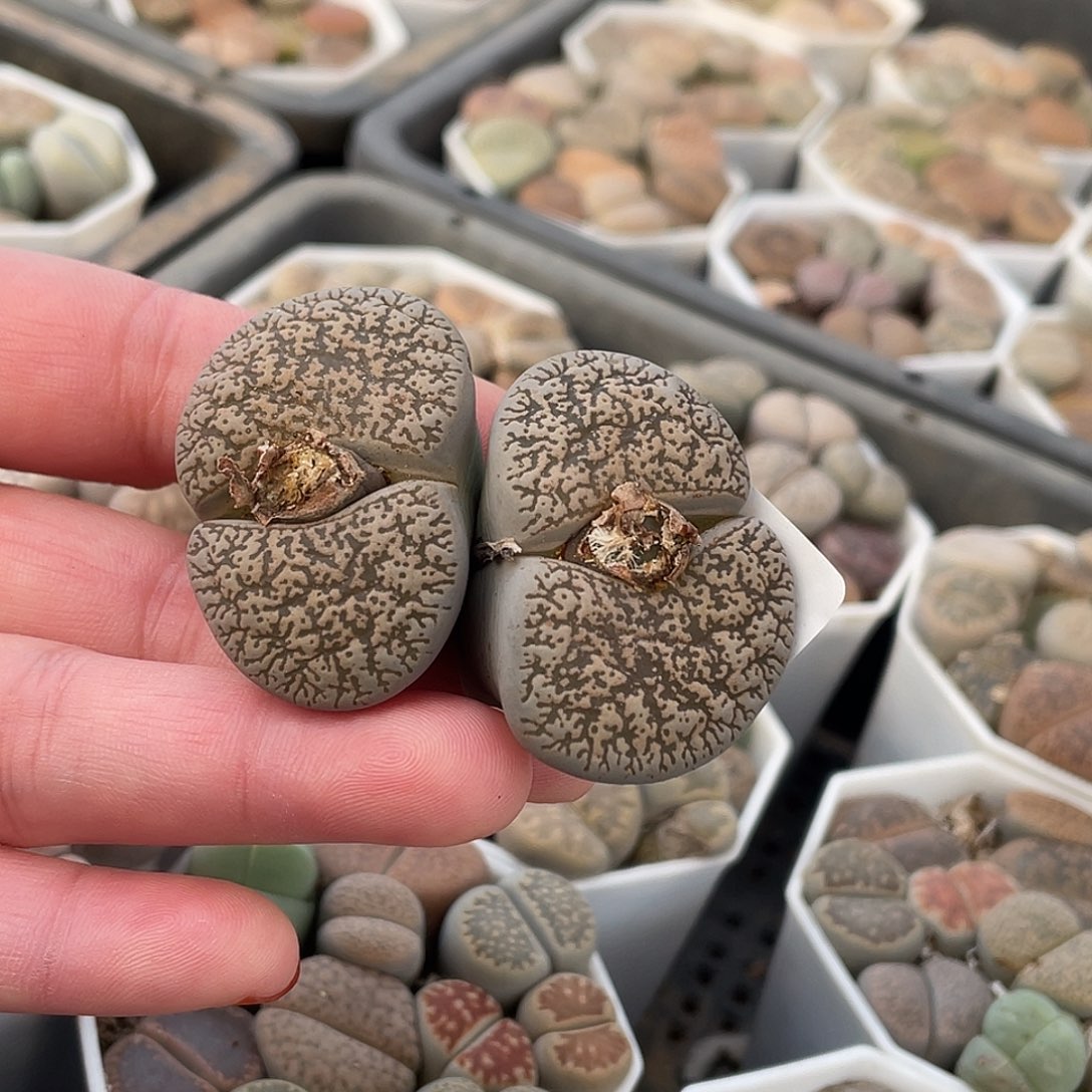 生石花一颗066000