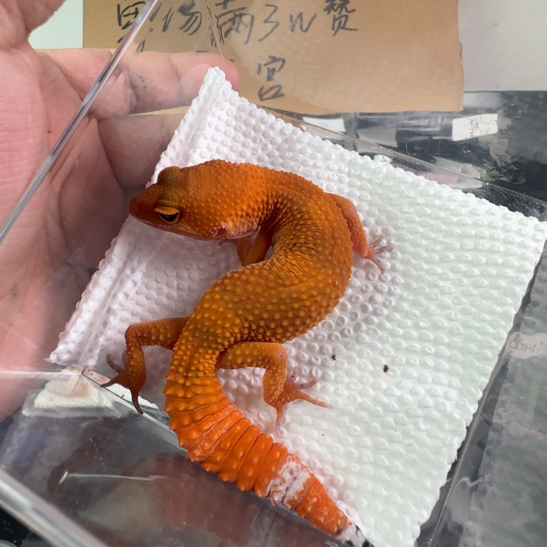 豹纹守宫血蜜橘妹妹