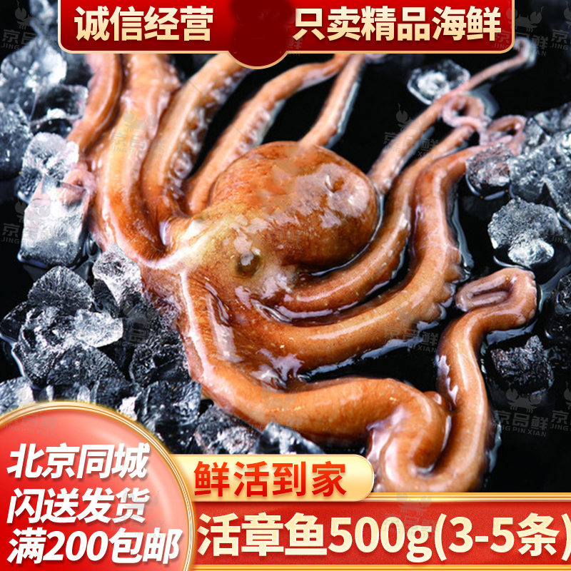 鲜活小八爪鱼 一份500g约3-5条