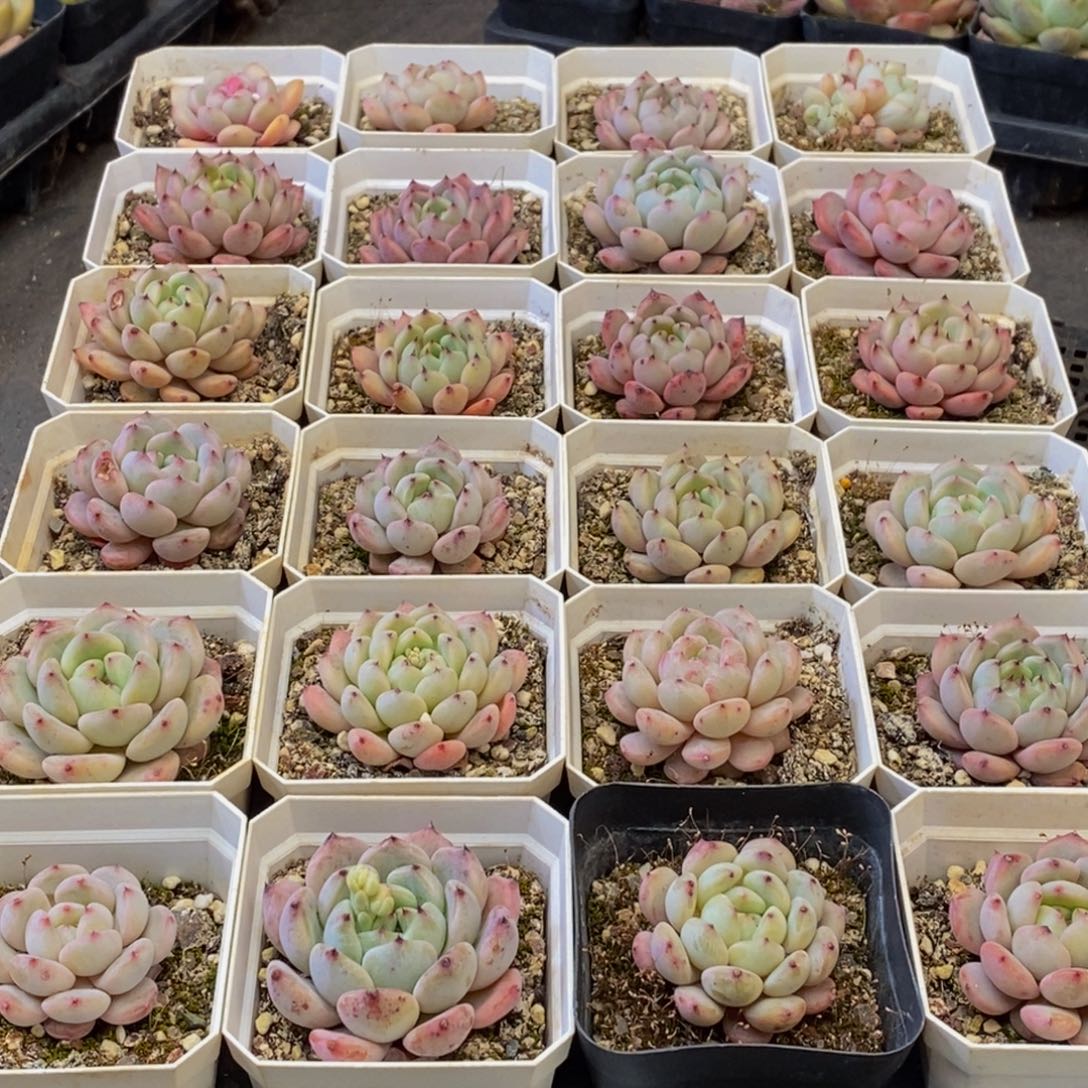 085多肉植物保护研究所所长