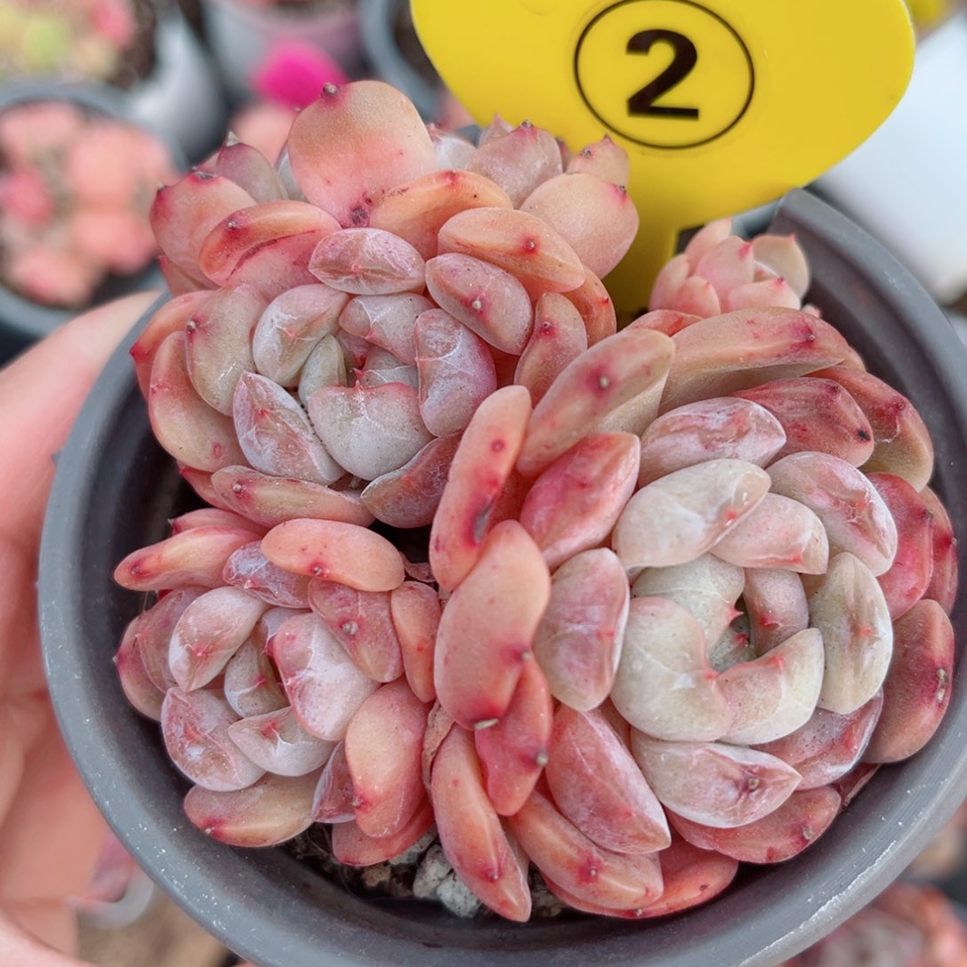 2号小老桩红恋群5头