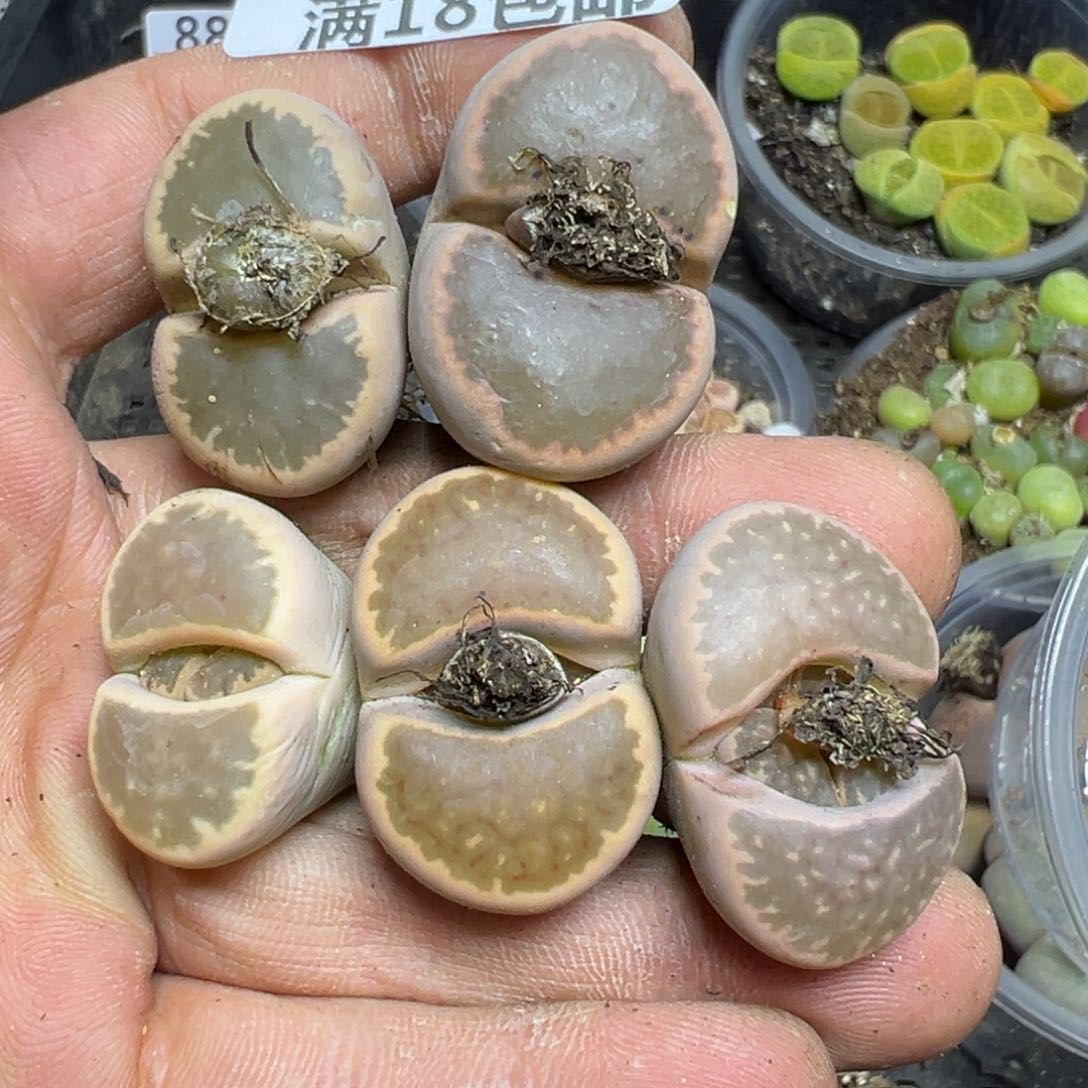 【闪购商品】 889。   