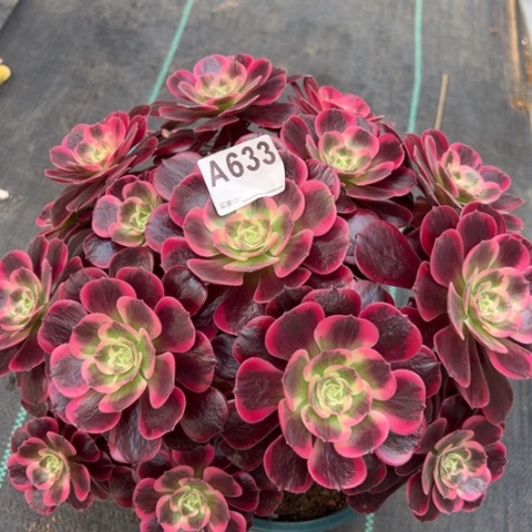 633凤冠32厘米左右有断枝