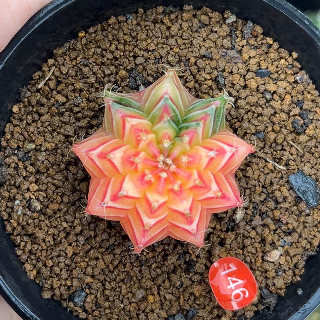 146      带盆土发货
