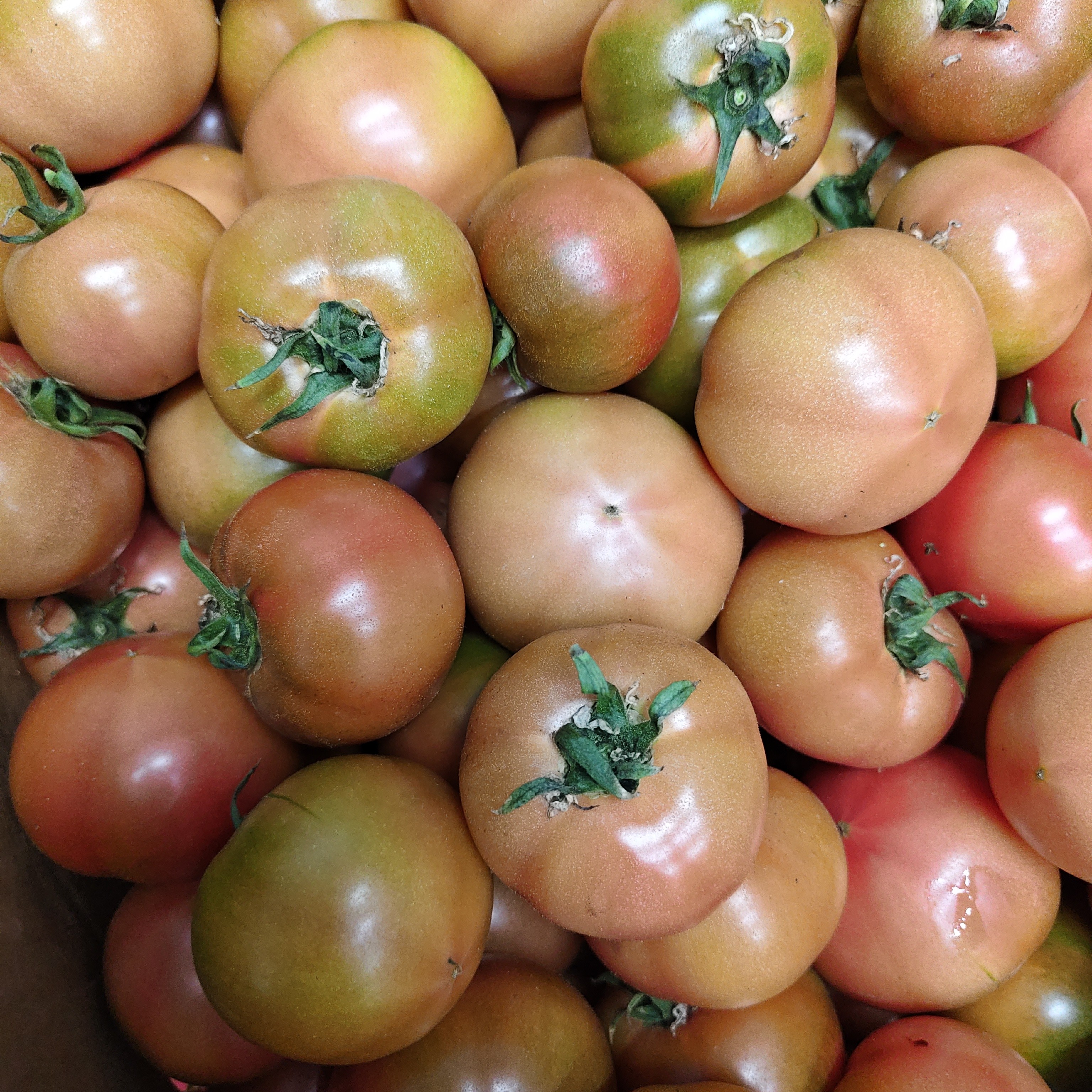 经济实惠型铁柿子净重5斤【顺丰包邮】