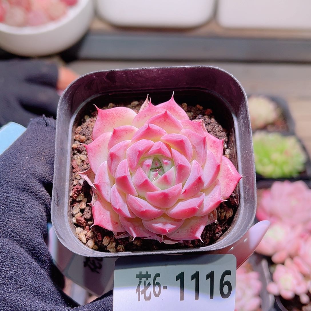 花利美6-1116画扇