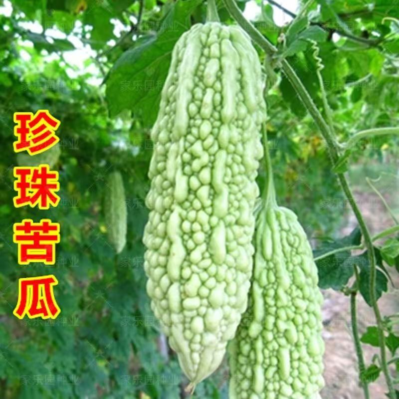 福建新鲜现采现发翠玉白珍珠苦瓜