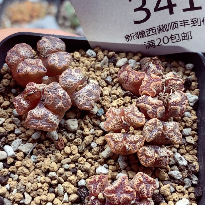 我是一只小小鸟地域鬼341