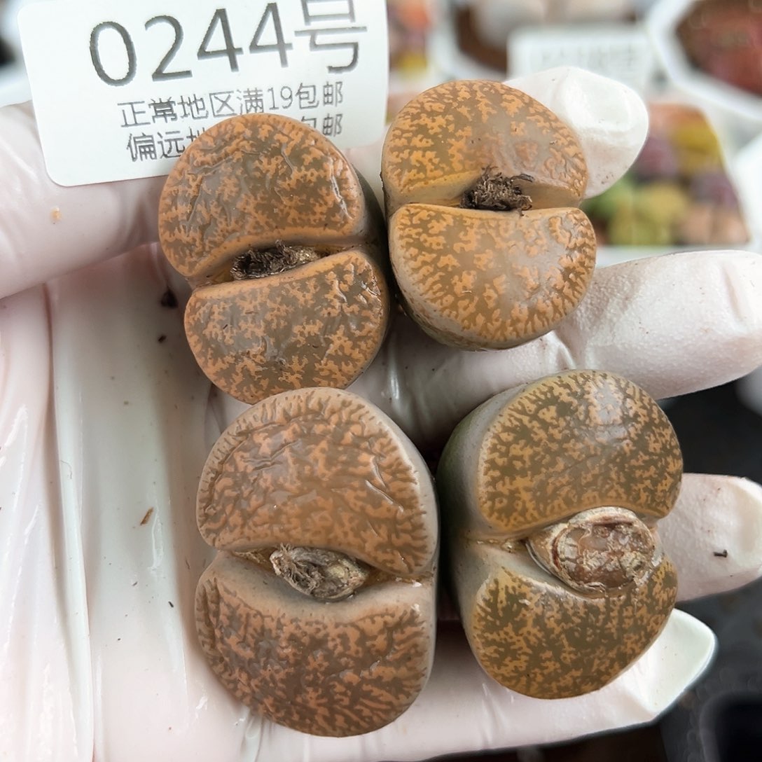 好养易活生石花大母本0244