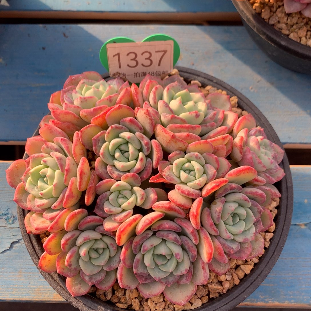 种***夏千山雪老桩平头1337