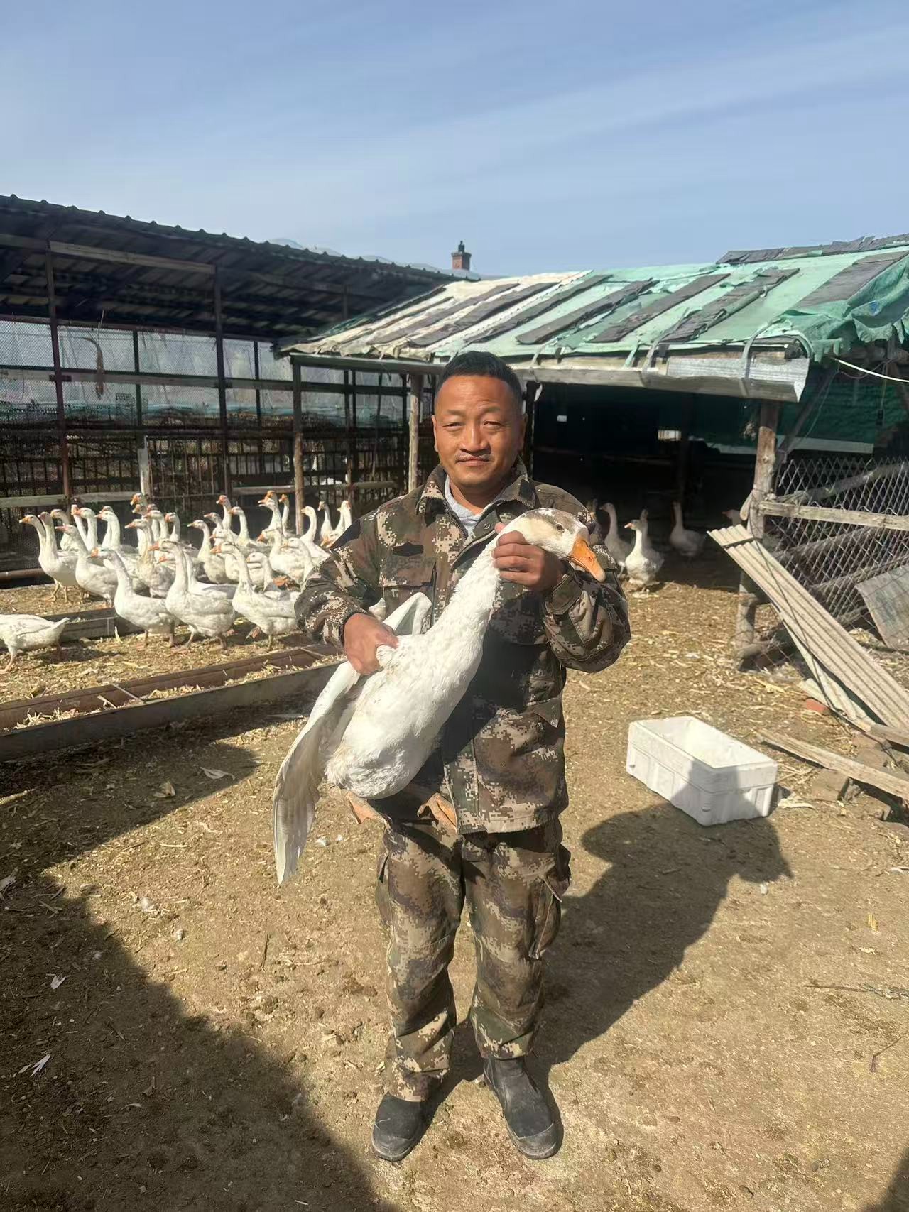 楠哥家正宗东北散养大鹅现杀自家农村大鹅