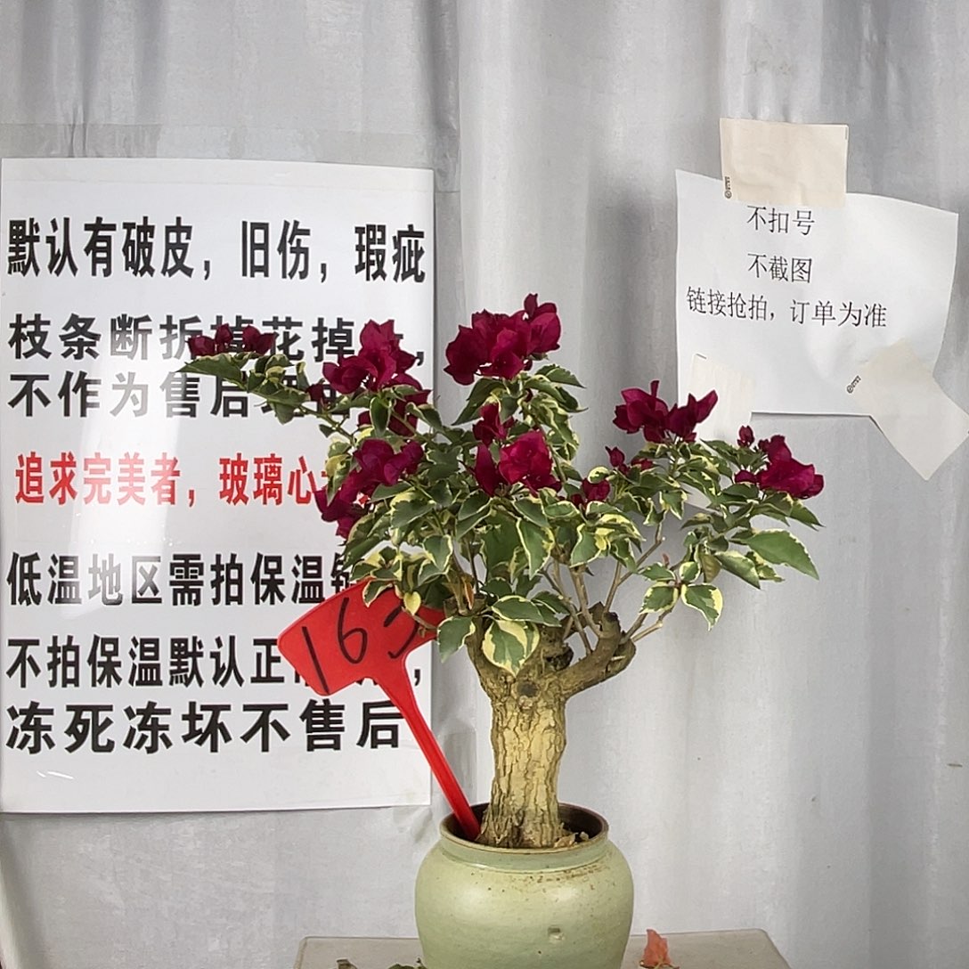 当前无花栽培后可以开花163蓝月亮桩带陶盆