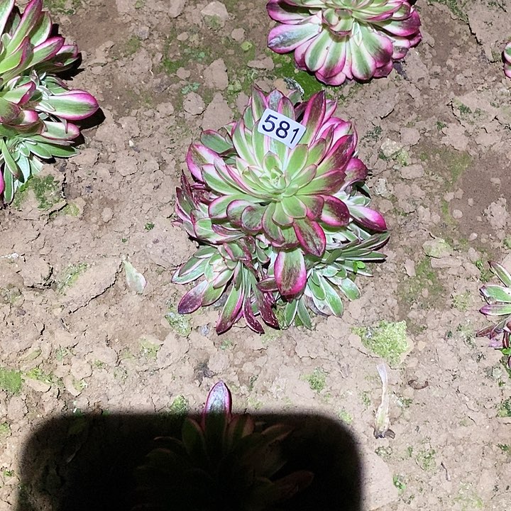 多肉植物法师581倾城