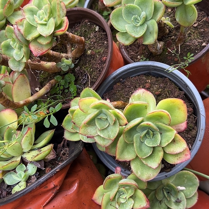 120杯花蝴蝶3盆。                