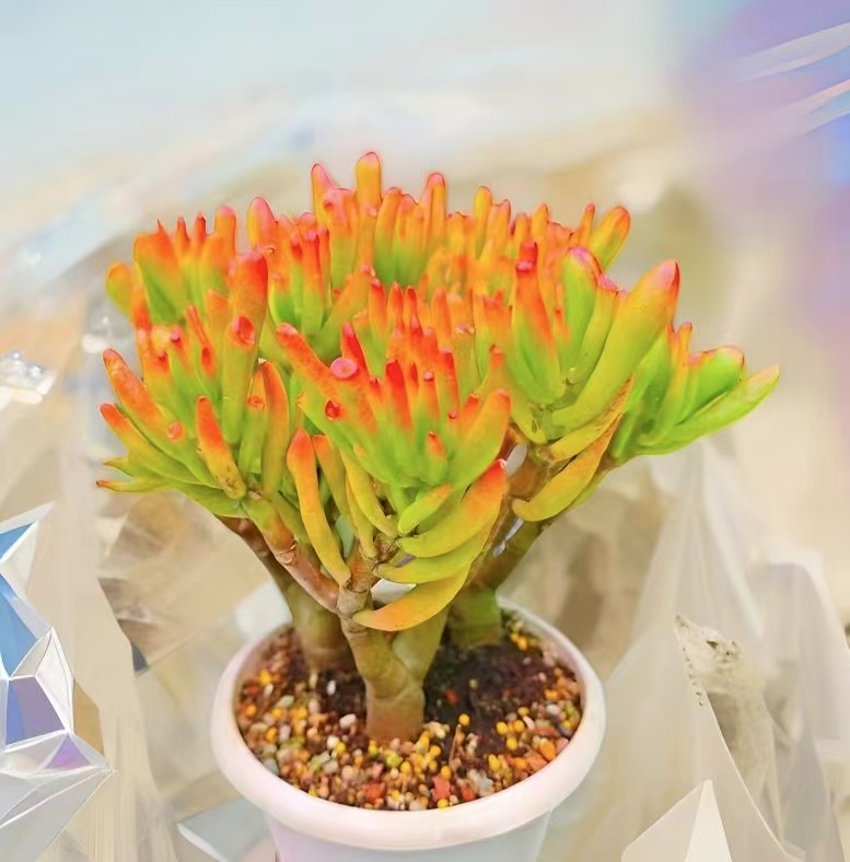 L大盆吸财树 冠幅16-20cm 皮实好养老桩多肉 云南基地发货