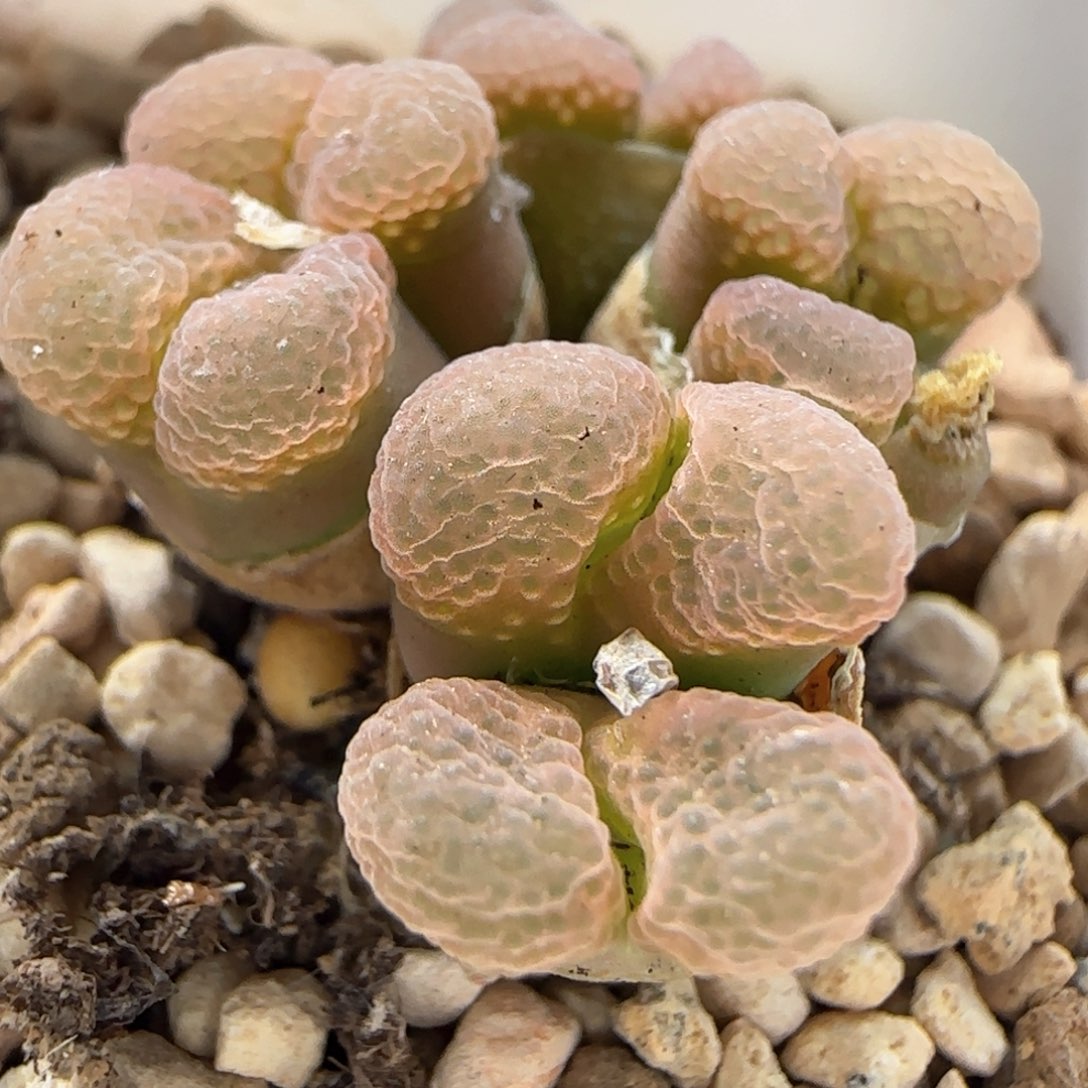 5065 大白多肉植物园