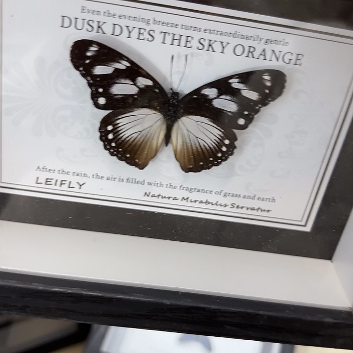 淮***.蝴蝶标本定制456@