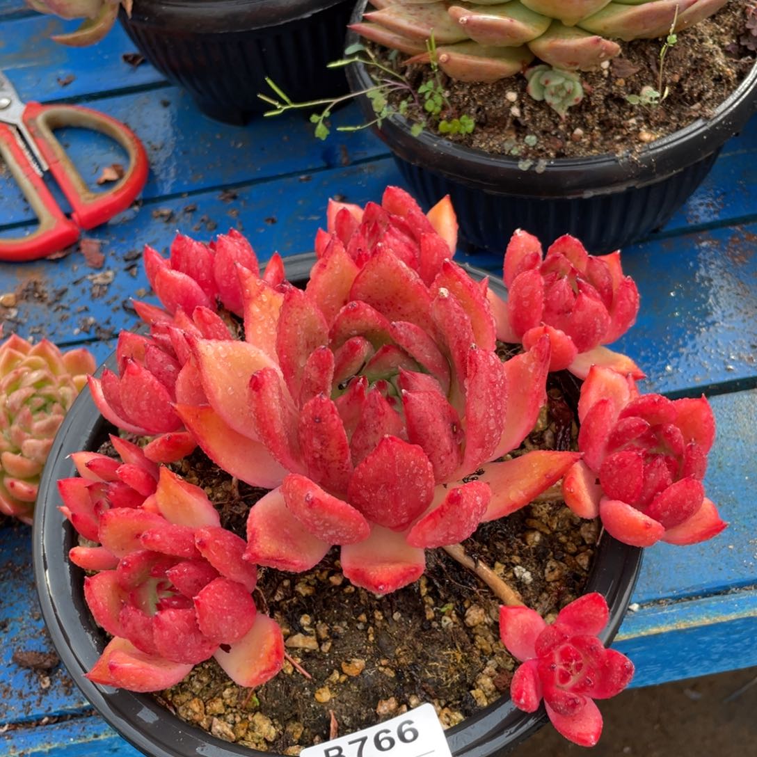 无花朵若如东云组拍B766